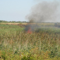 San Foca, incendio nella palude di Cassano