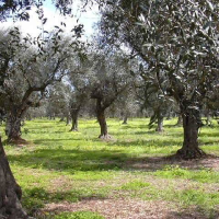 Censimento dei “vecchi” di Puglia
